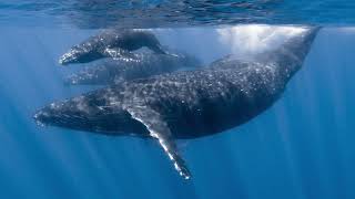 Elmo Loves Abcs Part 23 - W