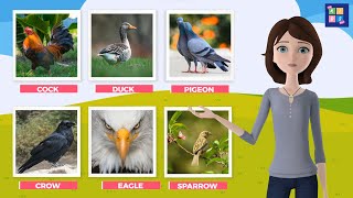 BIRDS Names with Spellings - Learn Bird Species in English