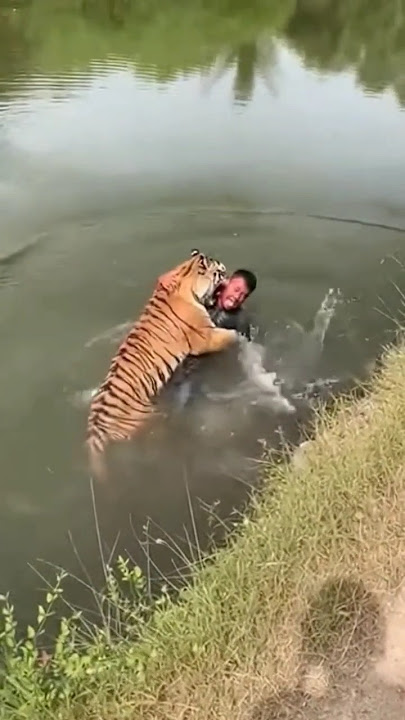 diterkam harimau saat melintas di pinggir hutan #tiger #animals #macan #harimau #harimausumatra