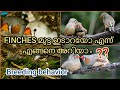 Finches breeding symptoms |  Finches breeding behavior | Finches malayalam | global vlogs