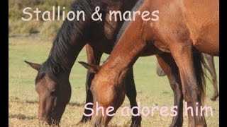 Stallion and his mares - affiliative gestures that keep the band together