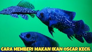 Cara Memberi Makan Ikan Oscar Kecil & Pakan Terbaik Untuk Ikan Oscar Agar Cepat Besar Dan Marking