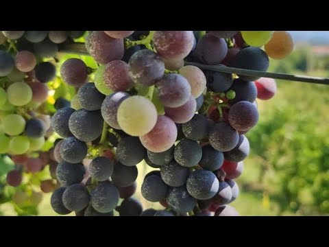 Video: Come Determinare Il Matrimonio Del Vino Per Anno Di Vendemmia