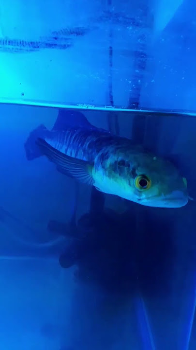 Ikan Cana Besar nih boss...
