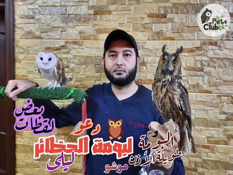 جلسة دعو لبومة الحظائر ليلى والبومة طويلة الأذن موشو
