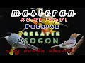 Masteran Kombinasi Prenjak Gelatik Sogon Masteran Burung Juara Mp3 - Mp4 Download