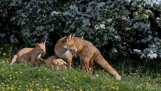 5 Fox Cubs