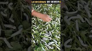 🐛 SILKWORMS KA KAMAAL! Resham Kaise Banta Hai? 😲 | Amazing Fact Shorts#Silkworm #Silk #AmazingFacts