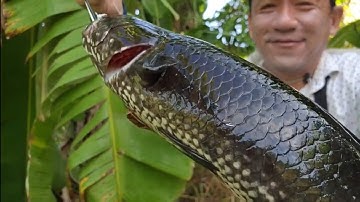 Câu cá lóc U Minh Thượng:  Cú lên hàng quá nhanh quá nguy hiểm