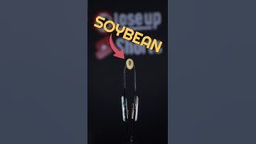 Close up of Burning a Soybean 🔥 #shorts #asmr #macro #closeup