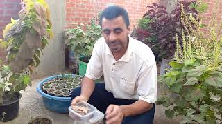 زراعة بذور الخروب المنبته ..   Cultivation of sprouted carob seeds