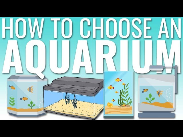 Aquarium and Accessories: How To Choose the Perfect Option - Alibaba.com  Reads