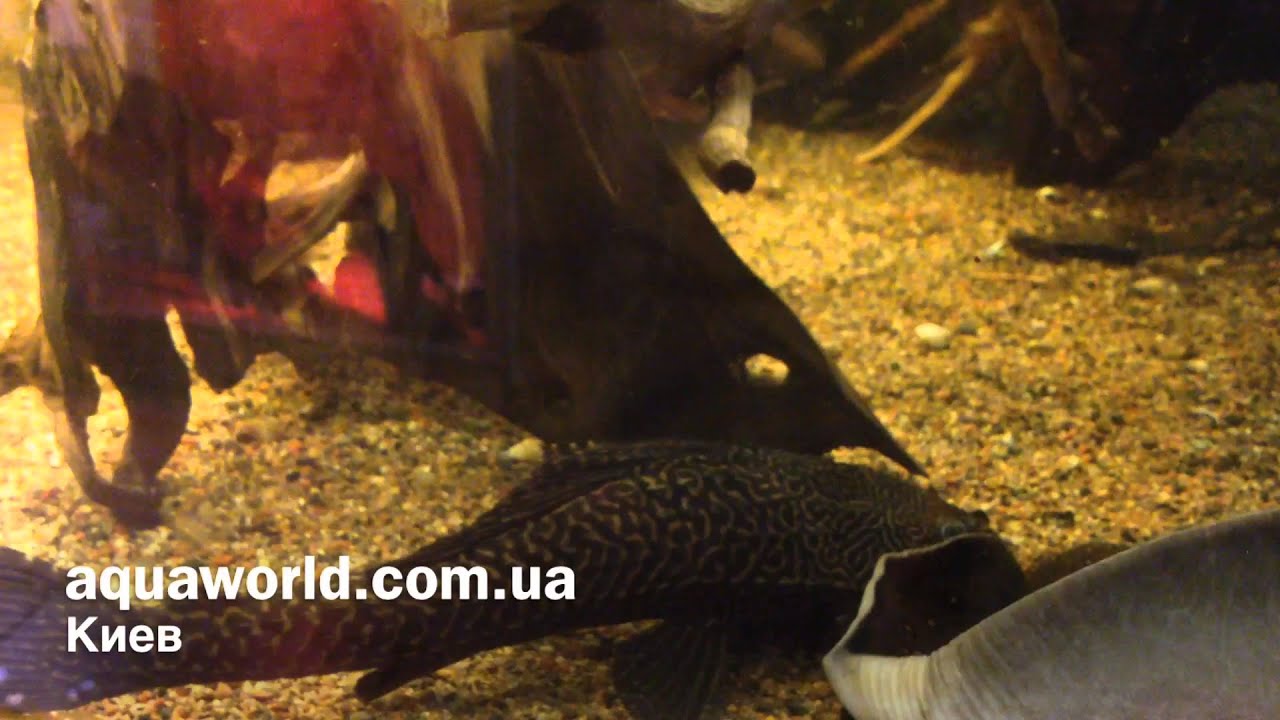 Плекостомус - YouTube