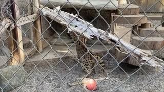 Serval cats having friendly conversation!