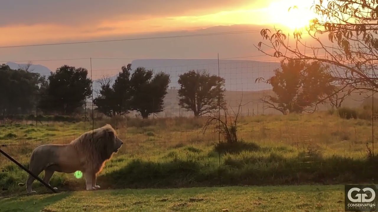 Lion House you can stay here & help lions! YouTube
