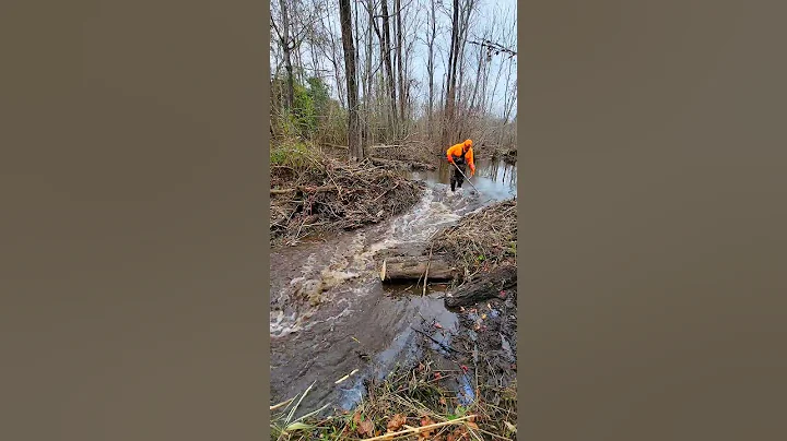 BEAVER DAM REMOVAL In One Minute! | Mega Beaver Dam