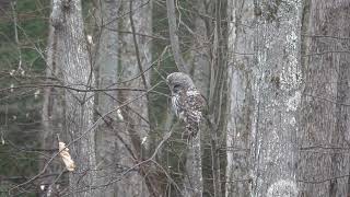 An Owl Double Feature