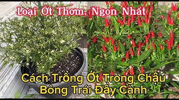 Cách Trồng Ớt Trong Chậu Nhiều Bông, Trái. Hái Dâu Tây, Dâu Tằm Ăn Trắng Triệu Ngon Mê Luôn
