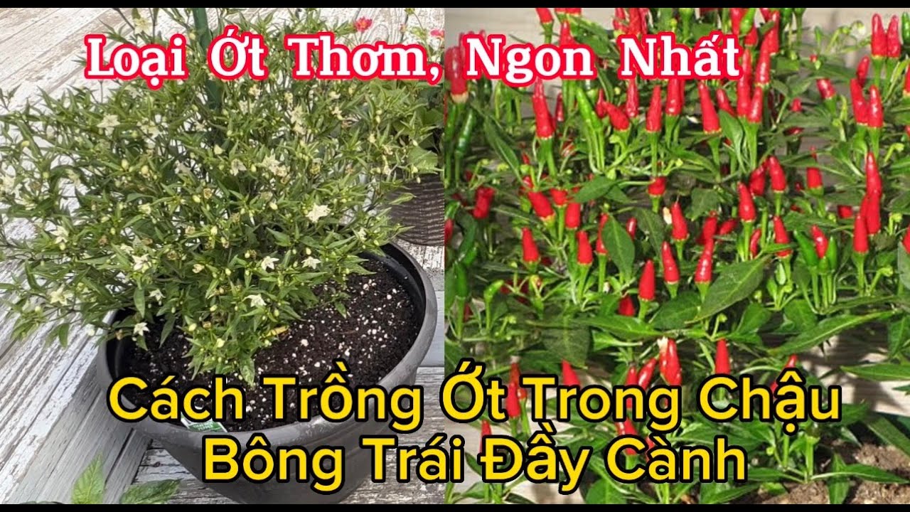 Cách Trồng Ớt Trong Chậu Nhiều Bông, Trái. Hái Dâu Tây, Dâu Tằm Ăn Trắng Triệu Ngon Mê Luôn