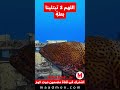 ردد هذا الدعاء اللهم لا تبتلينا بعله ولا تجعلنا في غفلة
