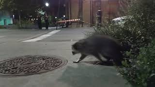 Ratons Laveurs En Vadrouille À Montréal