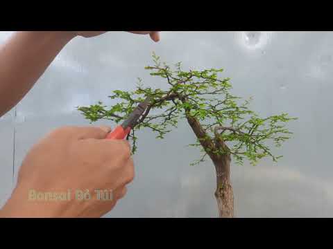 Video: Làm Nước Liễu: Rễ Cây Trong Nước Liễu