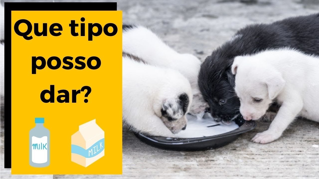 🔴 PODE DAR LEITE PARA FILHOTE DE CACHORRO? [ Integral / Desnatado ...