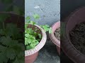 #coriandercrop(Dhania)#Flowerport#2weekcrop#Greencoriander#Freshcrop#shorts#safewater#birdssounds