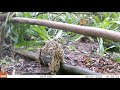 Gato maracajá (Leopardus wiedii).