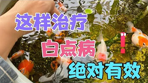 都说治疗白点病的最好办法是升温，为什么我一升温鱼却死的更快？ - 天天要闻