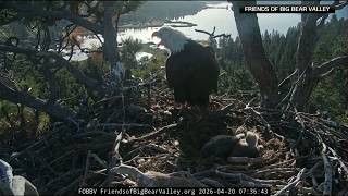 There's Good News: Bald Eagles Update