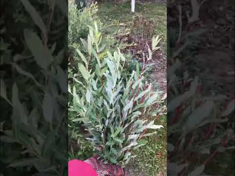 Подзимнее черенкование ивы Хакуро Нишики#черенкование#хакуроНишики#размножение#идеидлясада
