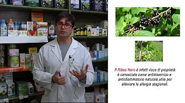 Quante gocce di Ribes Nigrum per allergia?