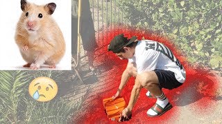 FAZE RUG HAMMY COMPILATION (Rest in Peace)