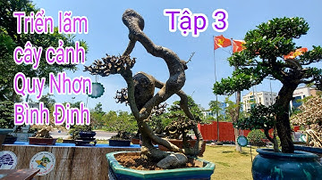 Triển lãm cây cảnh Quy Nhơn, Bình Định 2024, Tập 3, Những tác phẩm Duối, Hải Châu, có dáng quái lạ