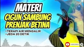 MASTERAN SOGON CIGUN SAMBUNG PRENJAK BETINA JEDA DAN TERAPI AIR!! #sogon #sogongacor #sogokontong