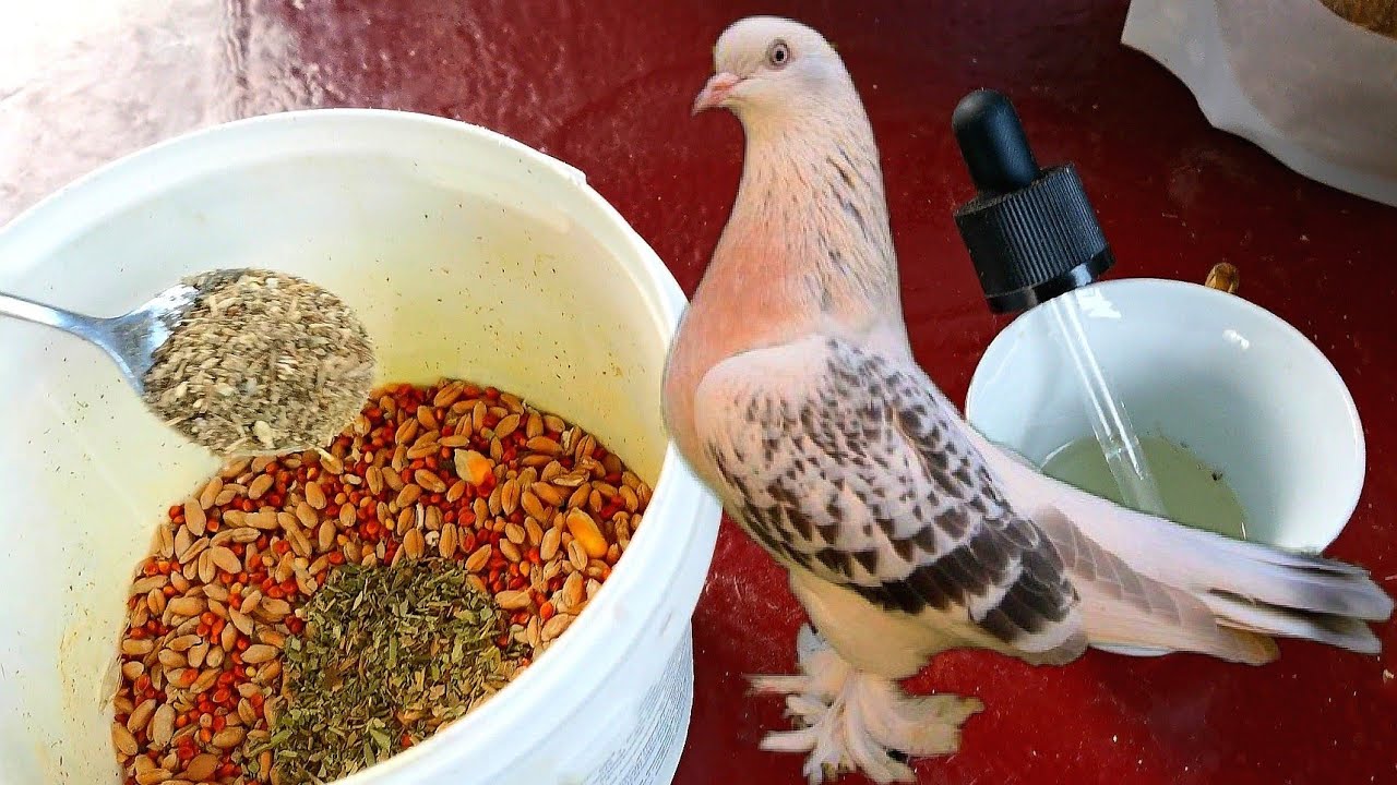 👆Голубям помогает от САЛЬМОНЕЛЛЁЗА И КОКЦИДИОЗА. Pigeons SALMONELLIS COCCIDIAsis.