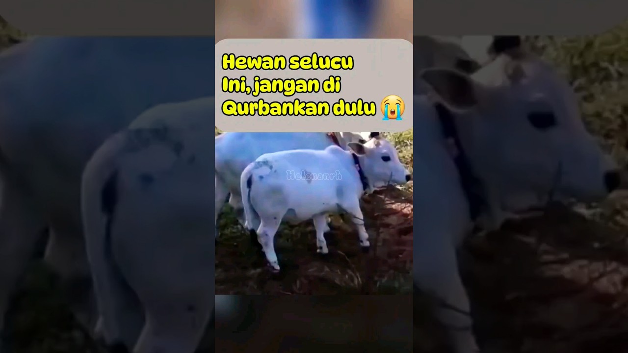 Sapi lucu kecil banget | cute sapi 