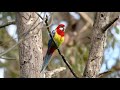 Eastern Rosella calling to his mate