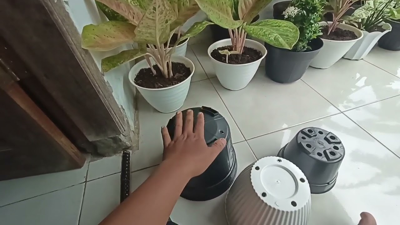 rekomendasi pot terbaik untuk aglonema dan tanaman hias lainnya