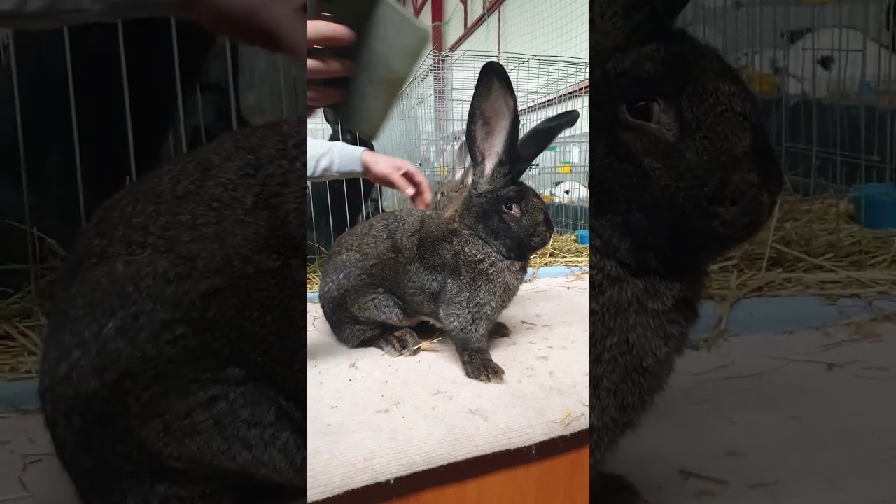 Giant german rabbit presentation în Romania  exposition 