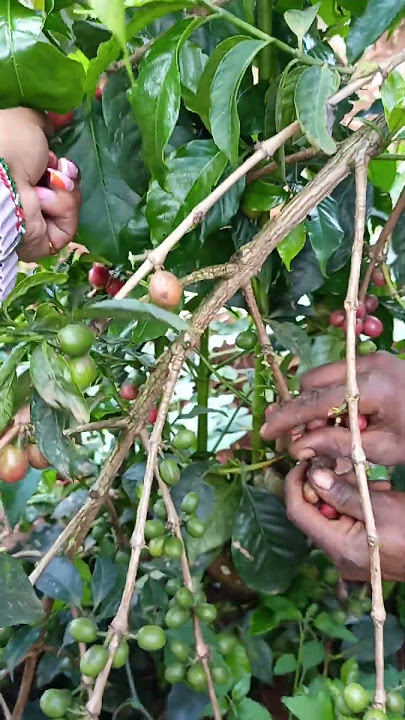 Ocha hawajali kama wewe n celeb unatumwa tu kwa shamba 😅😅 #goingviraltoday #comedy #shorts #fypシ