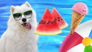 Watch How This Fluffy Pup BEATS The Heat