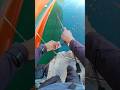 Size nasi padang #ajing #lightgame #mancingaceh #ultralightfishing #fyp