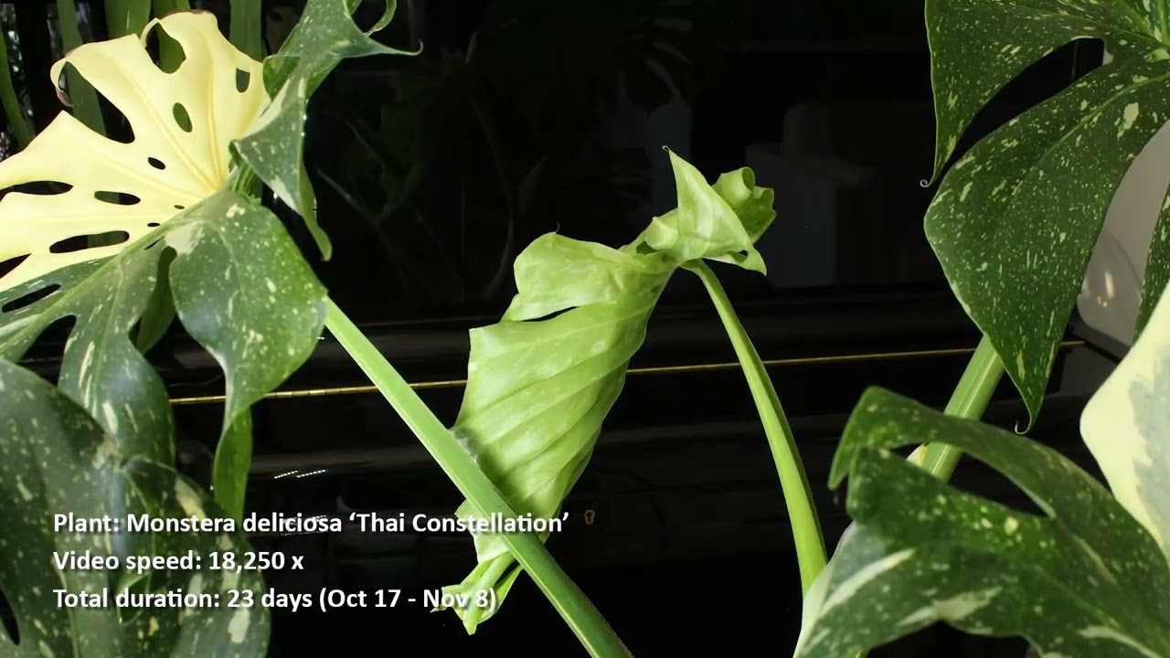 monstera planter pot Monstera Deliciosa | Tropical Indoor Plants & Houseplants