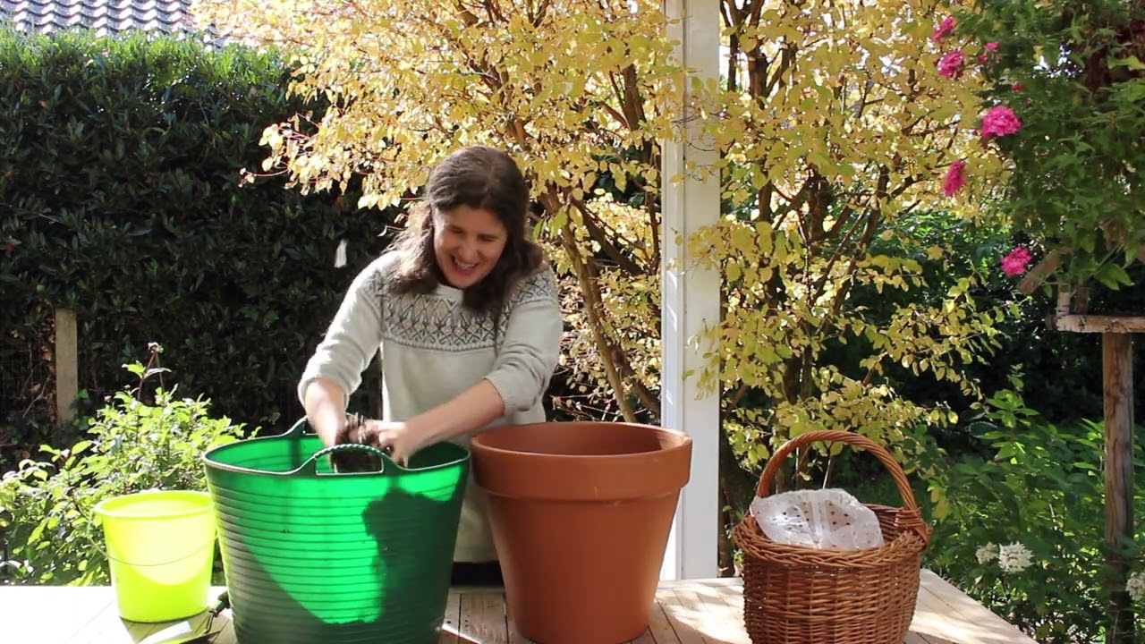 Achetez en ligne des bulbes de tulipes de qualité Keukenhof, plantez-les en  automne et profitez de votre propre jardin de tulipes au printemps. -  Festival des Tulipes Amsterdam