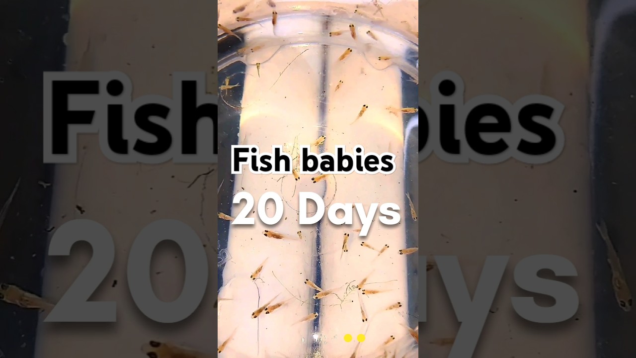 Rosy barb fish babies introduction 