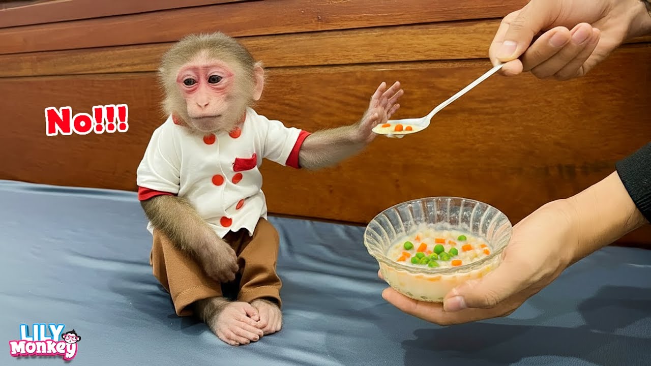 Oh no! Lily has a high fever and won’t eat. What should I do? | Lily's story