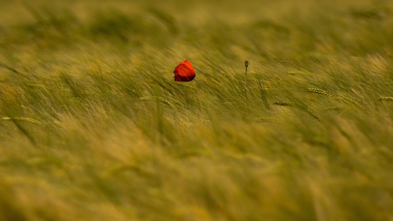 Rustling Grass | Deep Sleep | White Noise | Relaxing Sounds (3min)