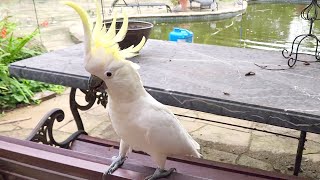 Cheeky cockatoo and wild ducks coordinating a fly off! 🦆
Subscribe for weekly Aussie bird videos! 🦜
If you would like to support Australian wildlife and the production of future videos you can buy me a $1 coffee here: www.buymeacoffee.com/bboa
50% of the funds will be donated to various wildlife charities and the other 50% will go towards production costs of future videos allowing me to create higher quality videos showcasing a wider range of Australian animals.
Weve donated $300 to Wildlife Victoria, $200 to North Queensland Wildlife, $100 to Kiwis New Life Bird Rescue, $100 to A Better Life for Foster Kids, $100 to Bicycles For Humanity, $100 to St Vincent de Paul Society, $400 to rare genetic diseases + $728 donated from our amazing fans.
Please check with your local wildlife experts before offering any food to the native wildlife in your area. What I offer these birds is an occasional treat and only a tiny portion of their overall diet.
More information can be found at these resources:
https://www.brisbanebirdvet.com.au/wp-content/uploads/Good-Practice-when-Feeding-Wild-Birds.pdf
https://www.wombaroo.com.au/wp-content/uploads/2020/12/Wombaroo-Bird-Booklet.pdf
Backyard Birds of Australia Cute Birb Videos Cheeky cockatoo and wild ducks coordinating a fly off! 🦆